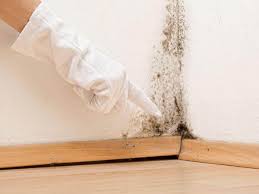 Professional Mold Removal Services in Discovery Harbour, HI